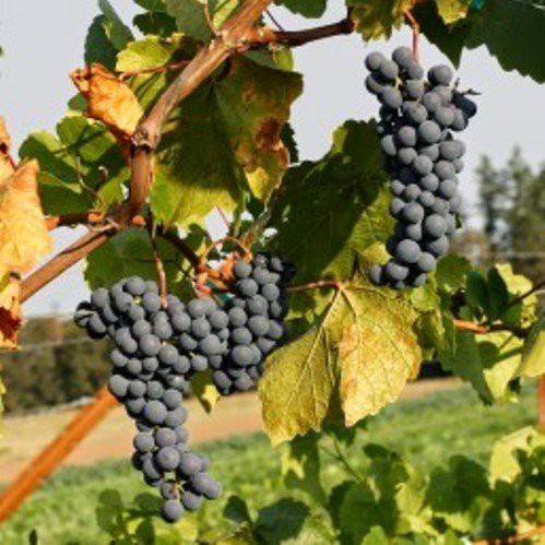Grape Festivee - Pb6.5