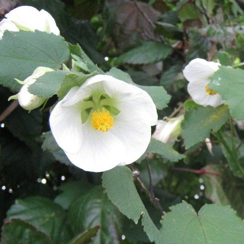 Abutilon White - 2Ltr/Pb6.5 - Image 2