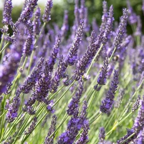 Lavandula x Grosso - 2Ltr - Image 2