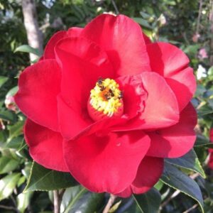 Camellia Wildfire - pb6.5 (65/75)