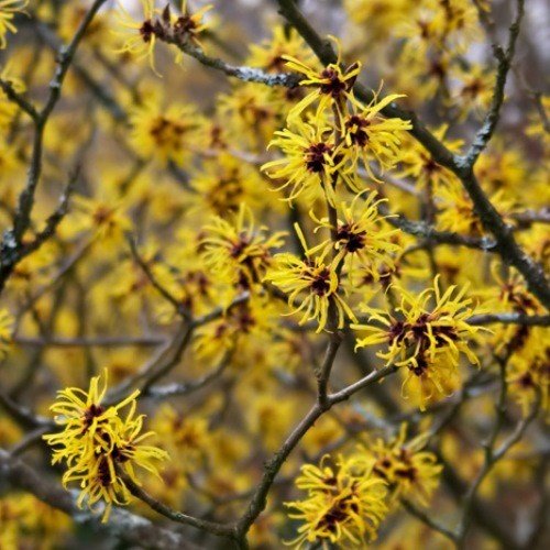 Hamamelis x Arnolds Promise - pb18/28 (120/160) - Image 2