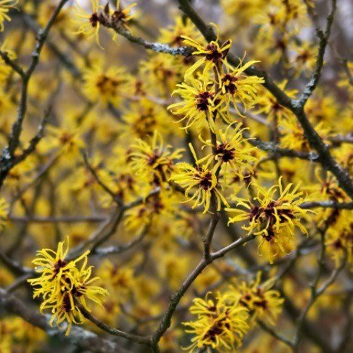 Hamamelis x Arnolds Promise - pb18/28 (120/160)