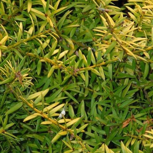Podocarpus t. Aurea - 8Ltr - Image 2