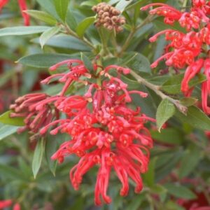 Grevillea Lady O / Pb5