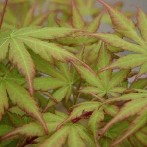 Acer Sango Kaku - Pb28