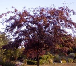 Gleditsia t. Ruby Lace, Purple Honey Locust - Pb40 (260/280)