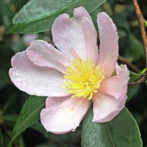 Camellia Plantation Pink - Pb6.5