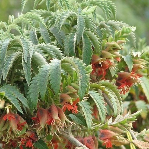 Melianthus Insignis, Tufted Honey Flower - Pb6.5 - Image 2