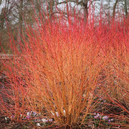Cornus sanguinea Midwinter Fire - 2.5Ltr (20/40) - Image 2