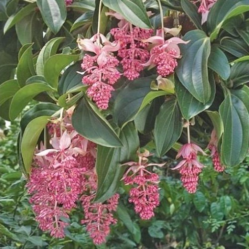Medinilla myriantha - 6Ltr - Image 2
