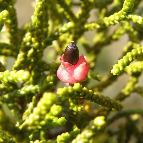 Lepidothamnus intermedius, Yellow Silver Pine - Pot - Image 2