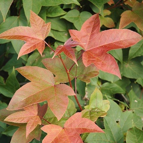 Liquidambar acalycina, Chang's Sweetgum - Pb28 - Image 2