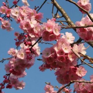 Prunus serrulata, Japanese Cherry - Pb28