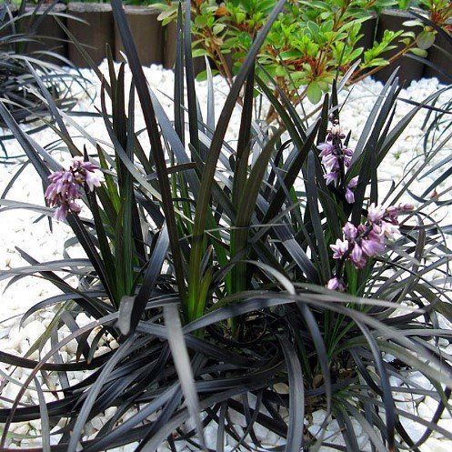 Ophiopogon p. Black Dragon - Pot - Image 2