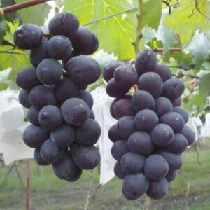 Grape Kyoho - Pb6.5
