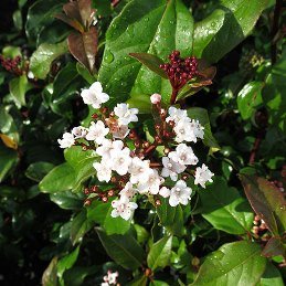 Viburnum tinus Emerald Beauty - Pb6.5