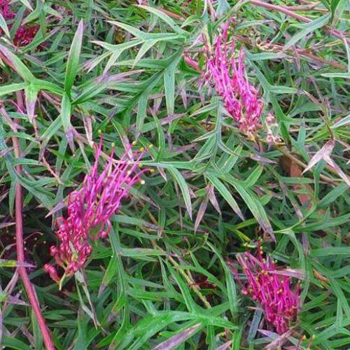 Grevillea Bronze Rambler - Pb5/2.5Ltr - Image 2