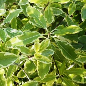 Pittosporum eugenioides Variegatum - Pb3/4