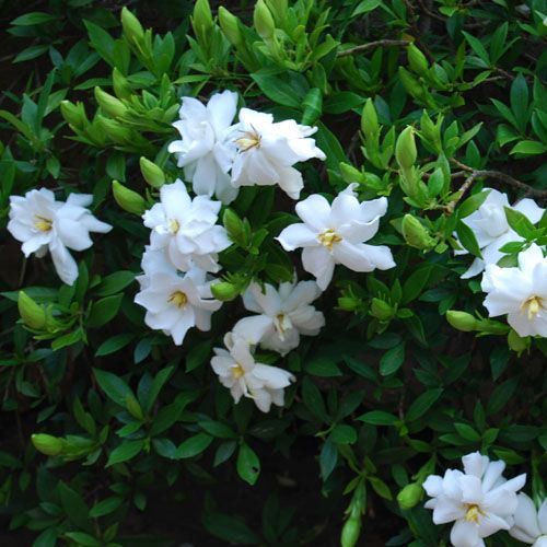 Gardenia Fragrant Star - 2.5Ltr (30/40)