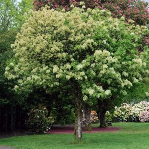 Fraxinus ornus, Flowering Ash - Pb6.5-8