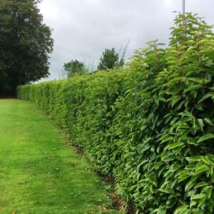 Prunus lusitanica Standard 1.7M - 35Ltr/45Ltr