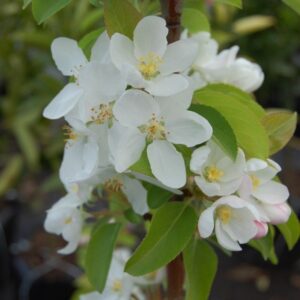 Malus Manchurian - Pb18