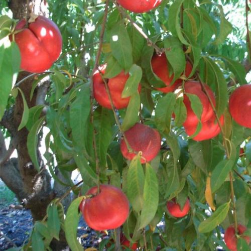 Nectarine Armredark - Pb18 - Image 2