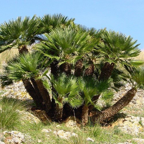 Chamaerops humilis - pb6.5 (30/40) - Image 2