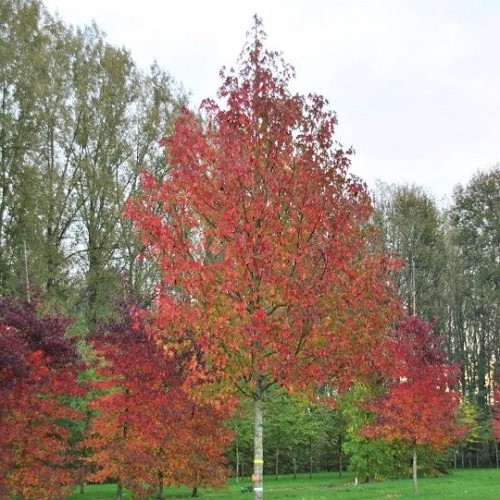 Liquidambar styraciflua, Sweetgum - 45Ltr 3.2-3.5m tall