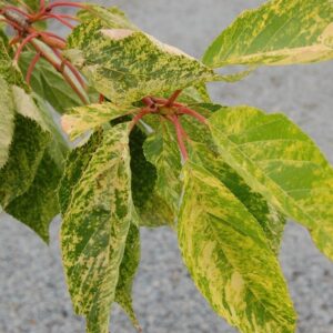 Prunus Aokautere Gold - 35ltr 2.6m