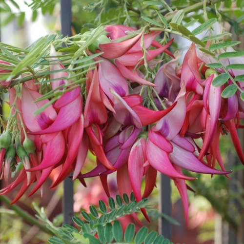 Clianthus puniceus Flamingo - 2Ltr - Image 2