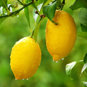 Lemon Villa Franca