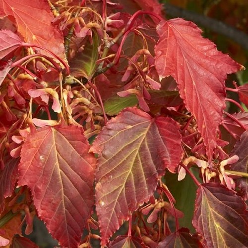 Acer davidii, David's Maple - Pb6.5