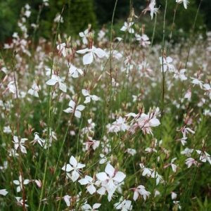 Gaura Sparkle White - Pb3/Pb5