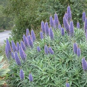 Echium Blue Wings - 1.4Ltr