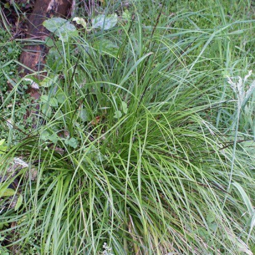 Uncinia uncinata, Hook Sedge - Pb3 - Image 2