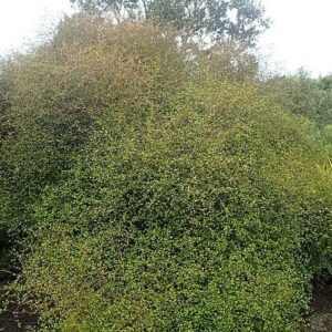 Muehlenbeckia astonii, Shrubby Tororara - Pot