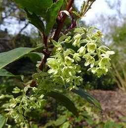 Ribes laurifolium - Pb6.5/3.5Ltr (40/50)