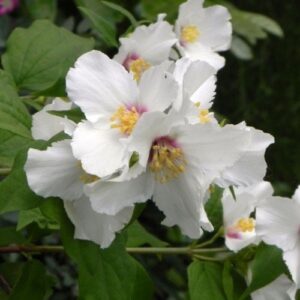 Philadelphus x Belle Etoille, Mock Orange - Pb6.5