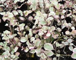 Pittosporum Silver Pillar - Pb6.5/Pb8 (50/80)