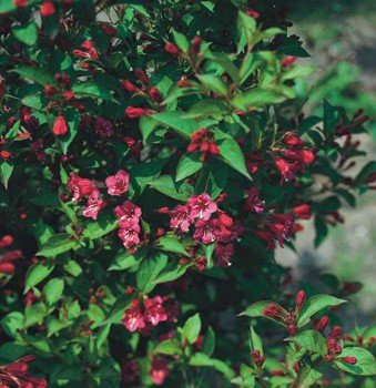 Weigela florida Newport Red - pb6.5 (30/40)