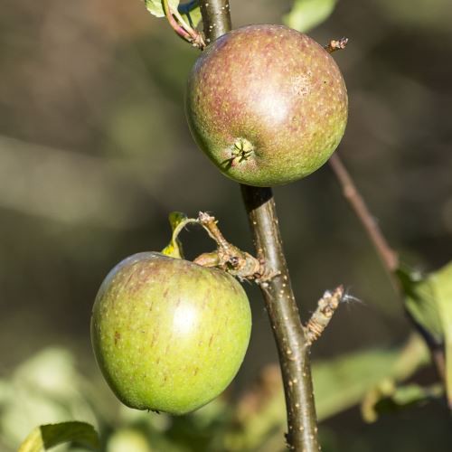 Apple Rall's Janet - Pb12