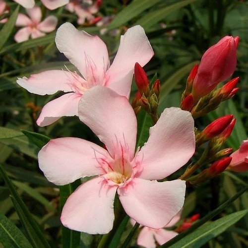 Nerium Medium Pink, Oleander