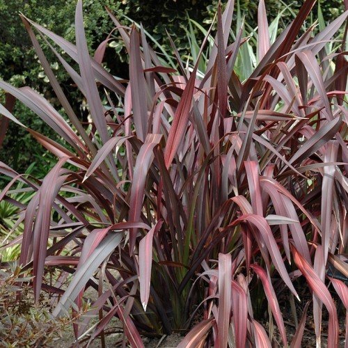 Phormium t. Dazzler, Flax - Pb5 - Image 2