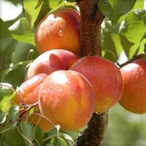 Apricot Goldbar - Pb18