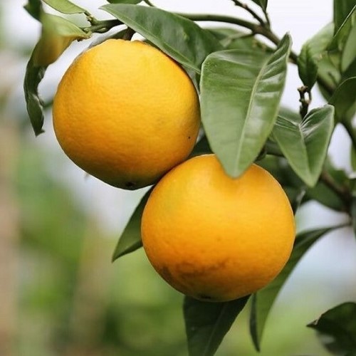 Orange Carter's Navel - Pb10