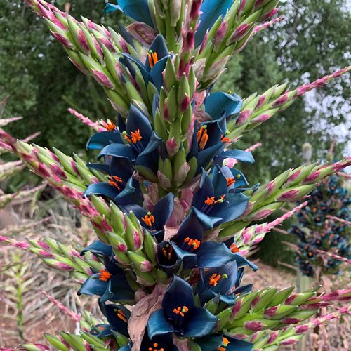 Puya alpestris - Pb6.5 - Image 3