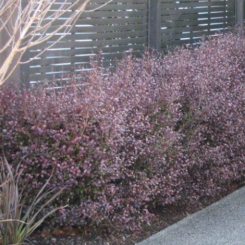 Lophomyrtus Black Beauty - Pot