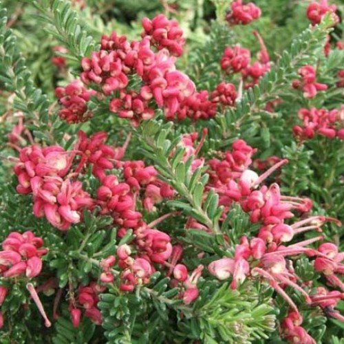Grevillea Mt Tamboritha - Pb5 - Image 2