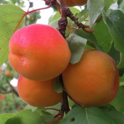Apricot Earliril - Pb18